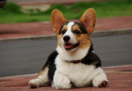 柯基犬,可爱活泼的英国小型护卫犬全解析