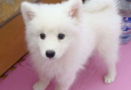 银狐犬,日本丝绒犬种，纯白魅力与忠诚守护